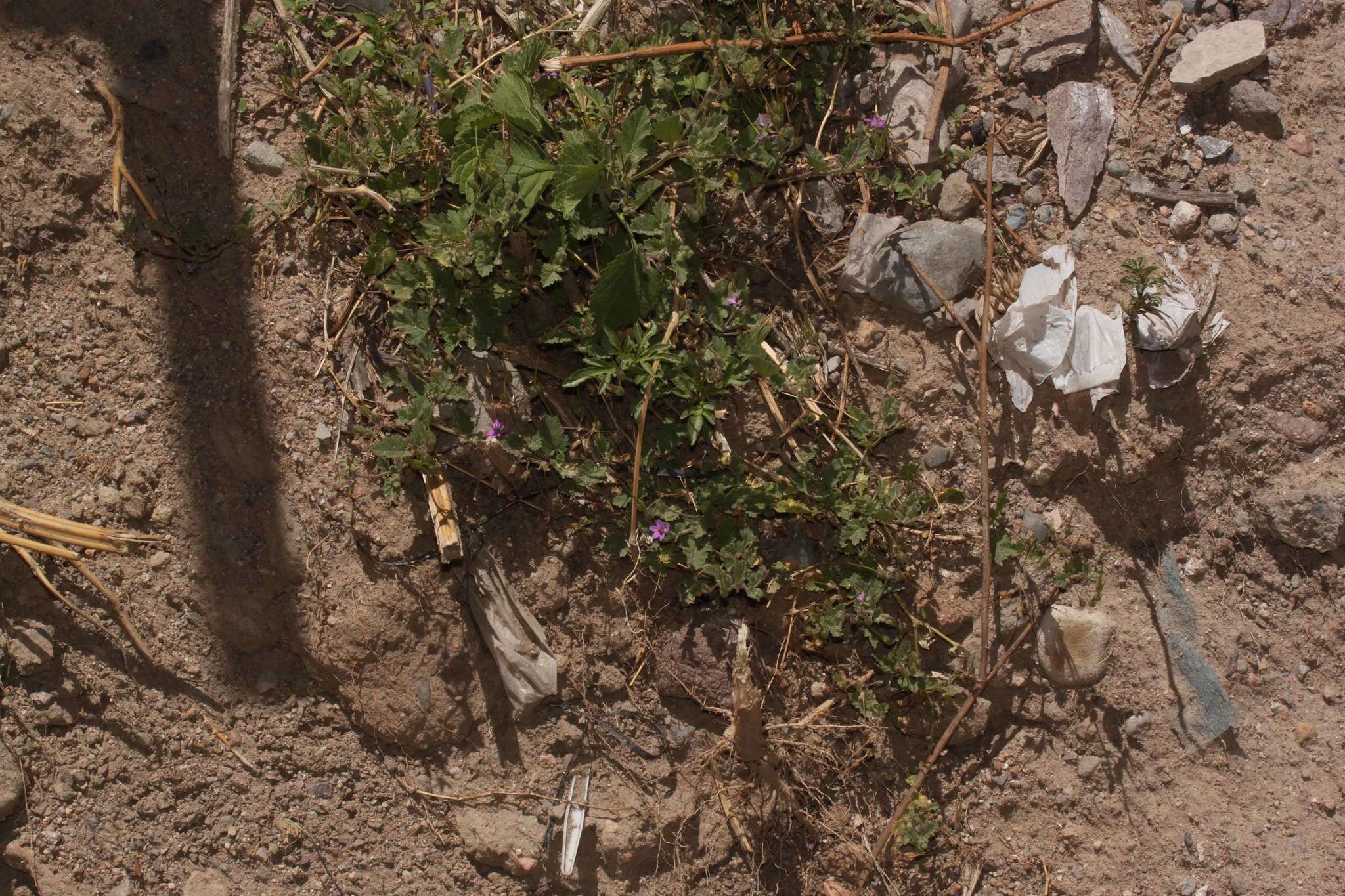 Imagem de Erodium malacoides (L.) L'Her.