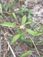 Слика од Croton argyranthemus Michx.