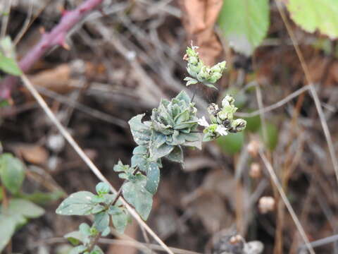 Image of Origanum vulgare subsp. virens (Hoffmanns. & Link) Ietsw.