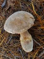 Image of Tricholoma colossus (Fr.) Quél. 1872