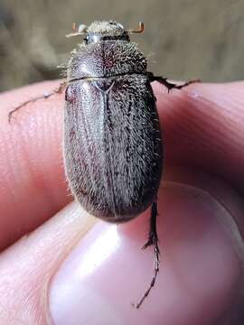 Image of Phyllophaga (Phyllophaga) crenulata (Frolich 1792)