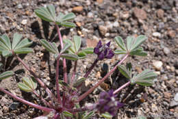 Imagem de Lupinus brevicaulis S. Watson