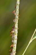 Image of Paspalum wrightii Hitchc. & Chase