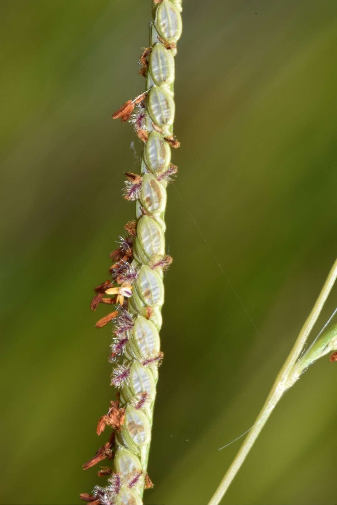 Image of Paspalum wrightii Hitchc. & Chase