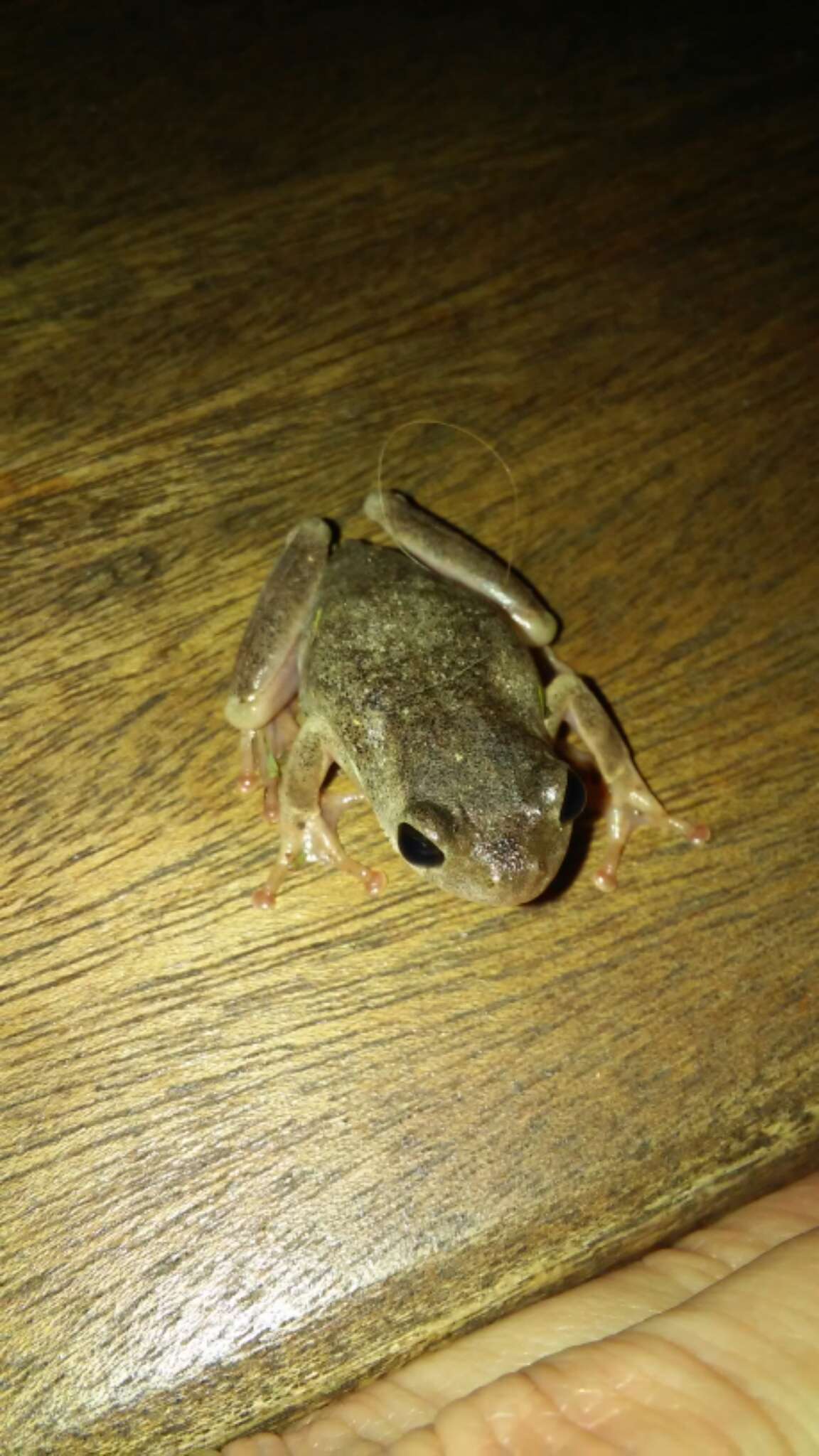 Image of Common Reed Frog