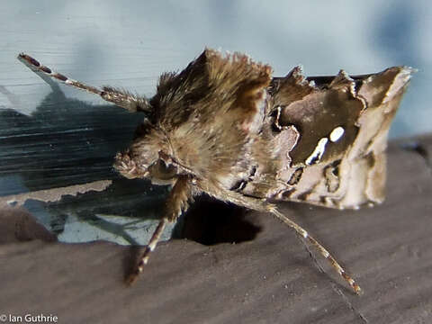 Image de Autographa corusca Strecker 1885