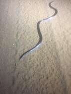 Image of Bibron’s Stiletto Snake