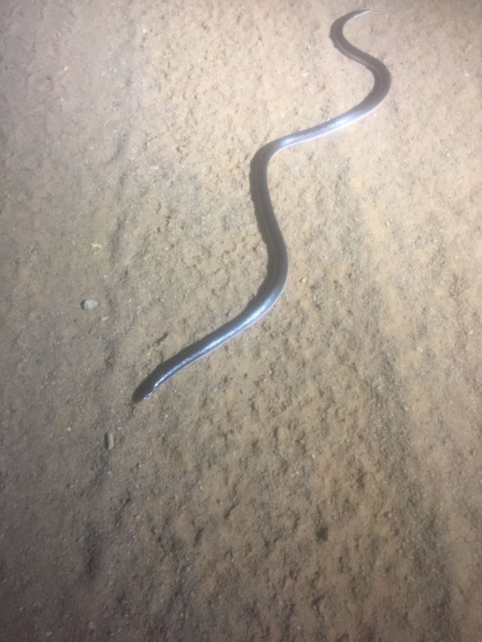 Image of Bibron’s Stiletto Snake