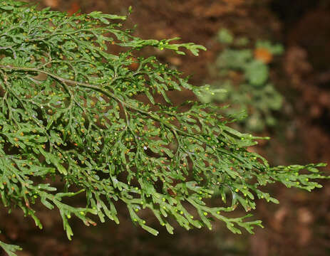 Image de Hymenophyllum pulcherrimum Col.