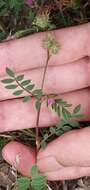 Image of cockshead sainfoin