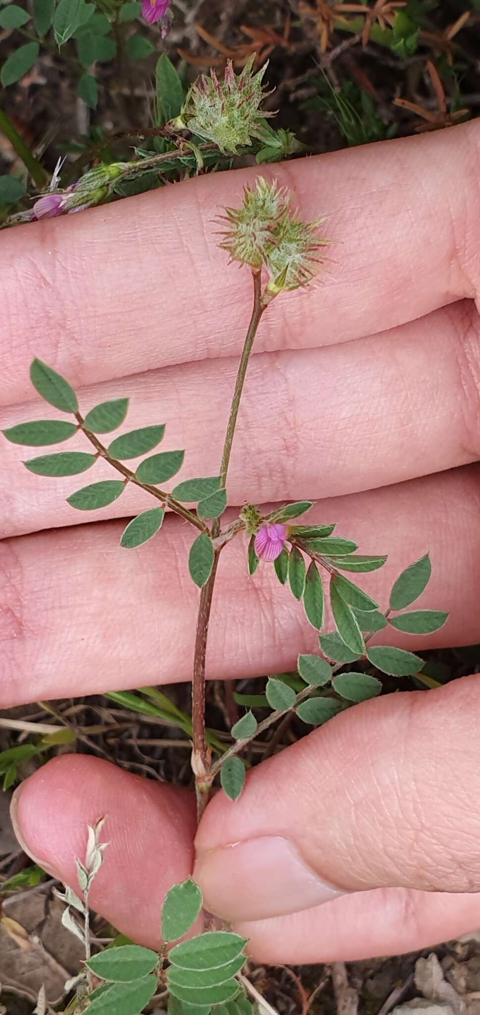 Plancia ëd Onobrychis caput-galli (L.) Lam.