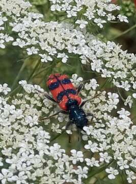 Image of <i>Trichodes umbellatarum</i>