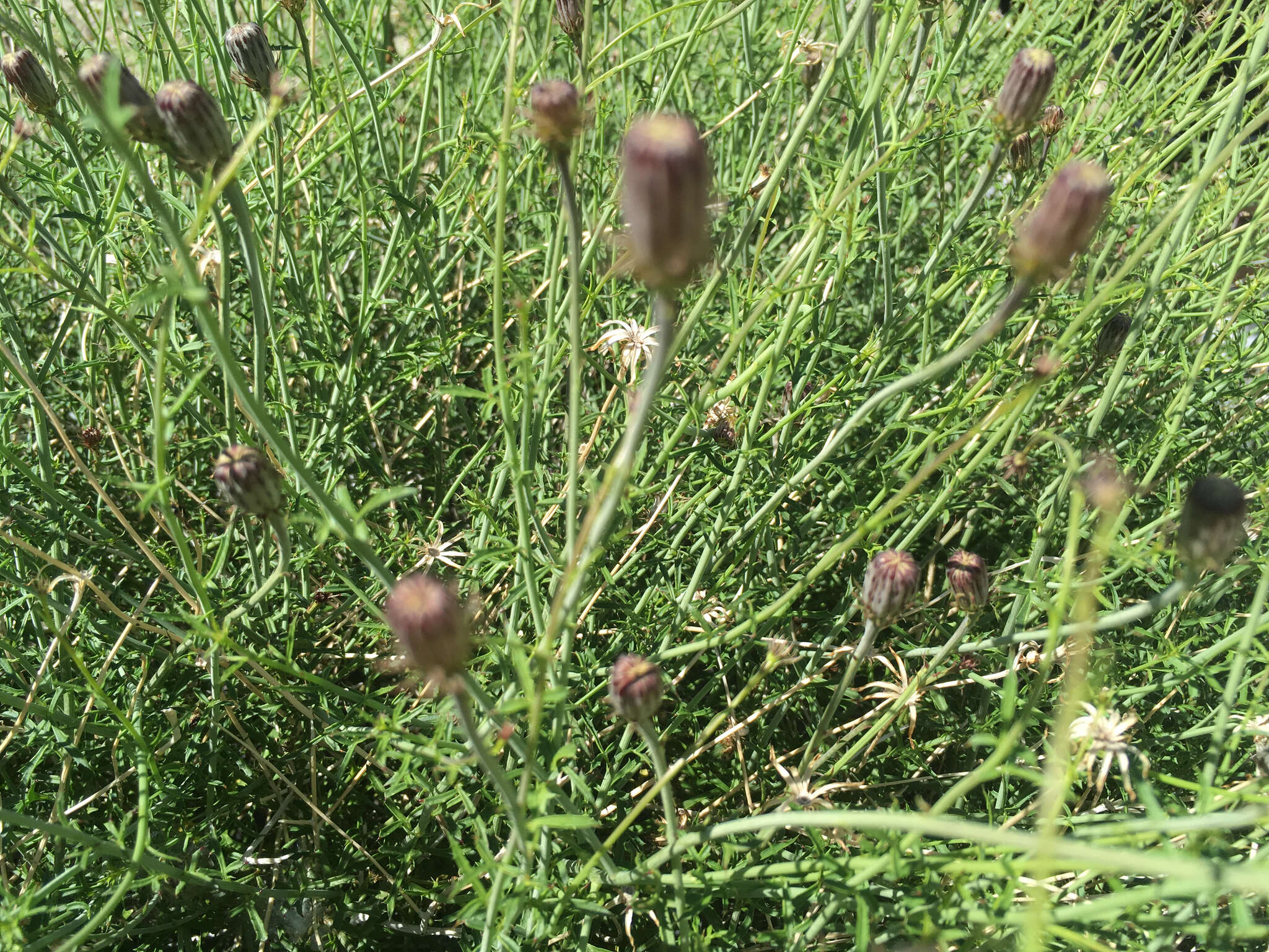 Image of San Felipe dogweed