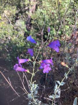 Image of Purdy's penstemon