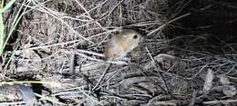 Image of Ord's Kangaroo Rat