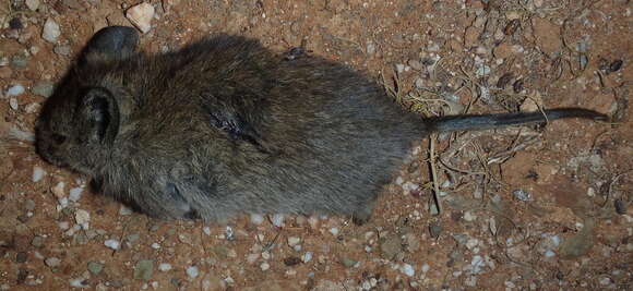 Image of African karoo rats