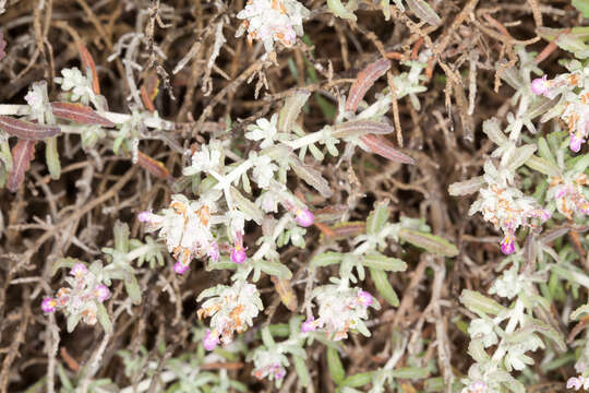 Image of Felty Germander