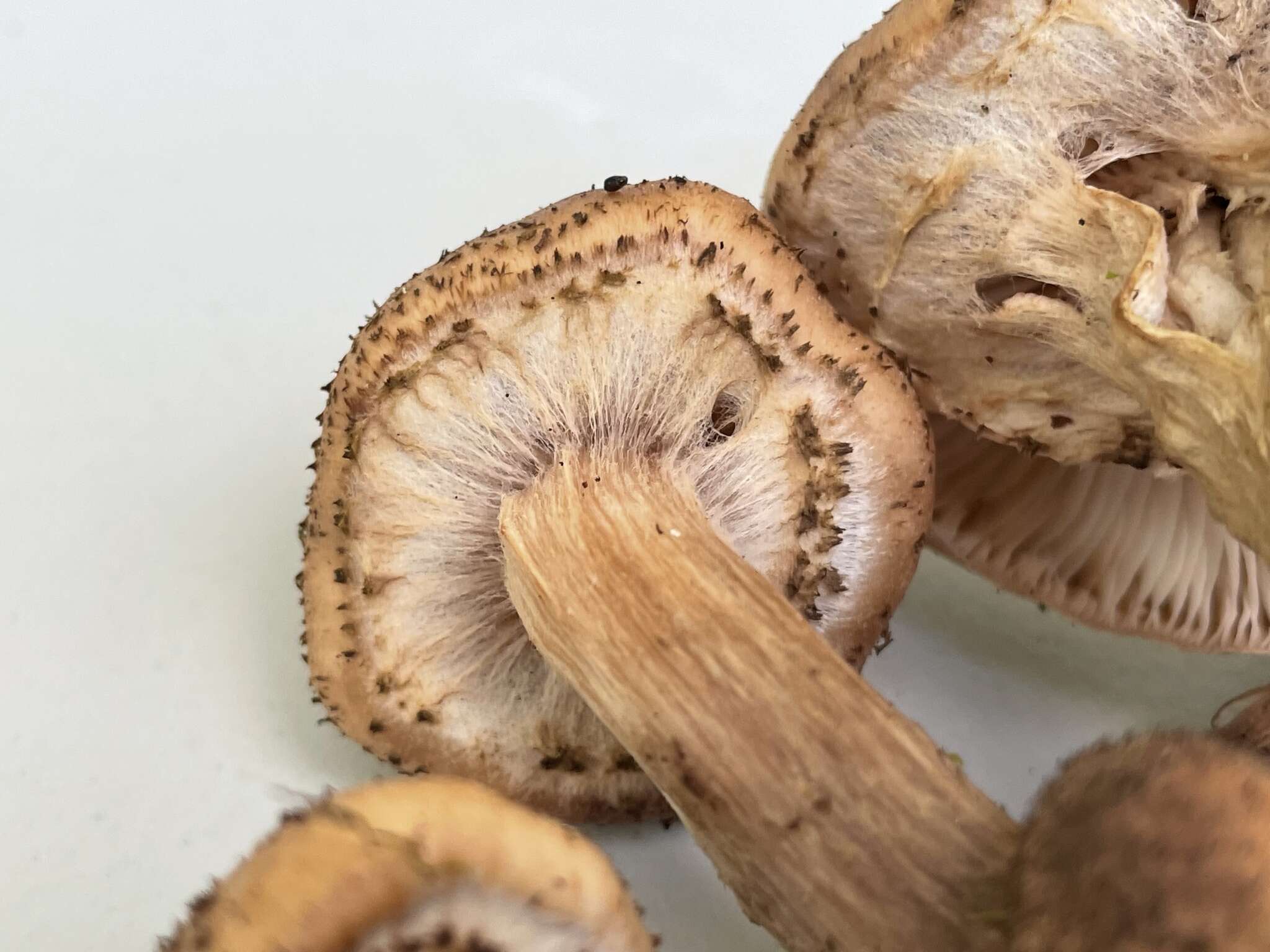 Image of Armillaria gemina Bérubé & Dessur. 1989