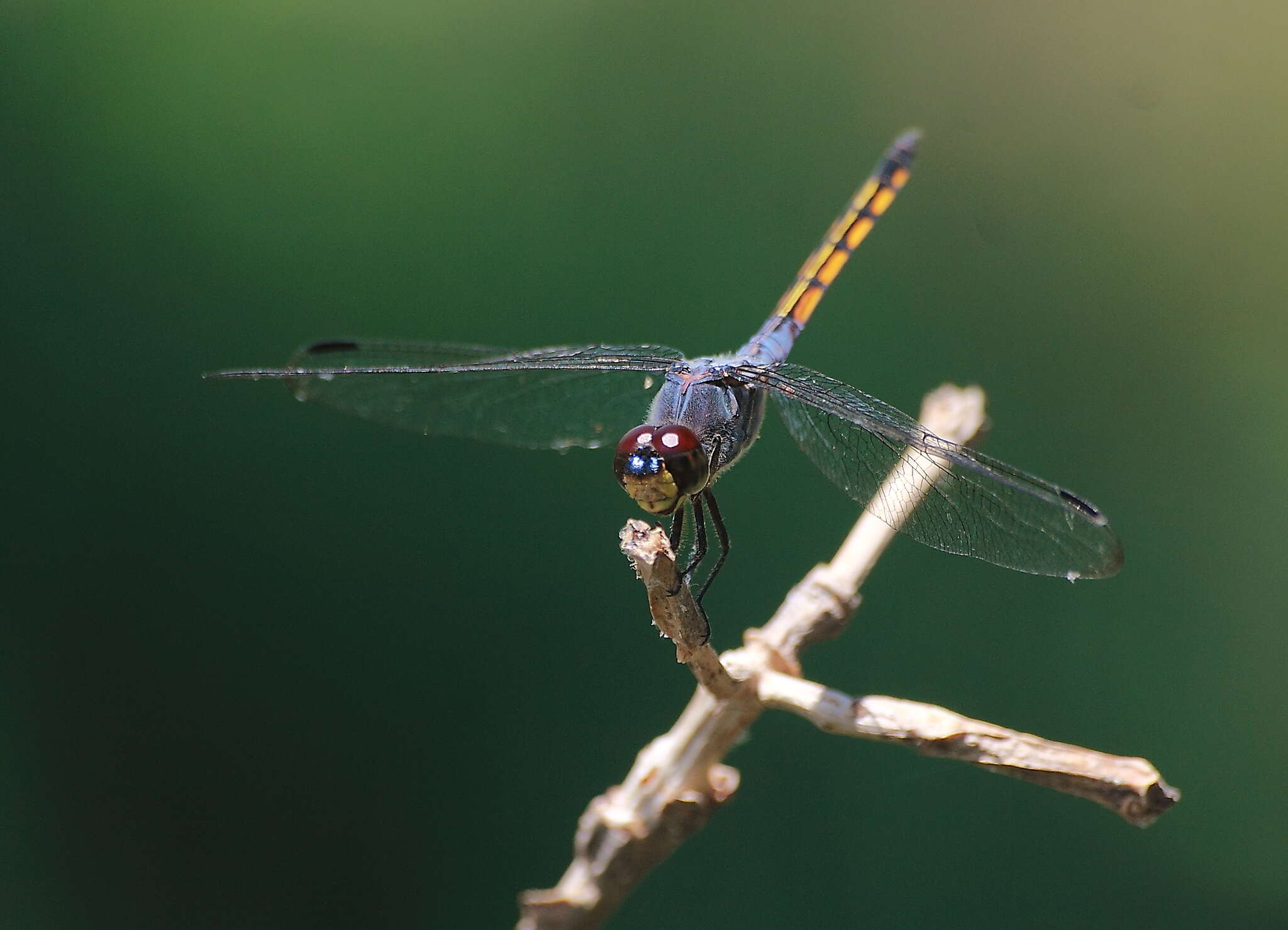 Image of Blue Chaser