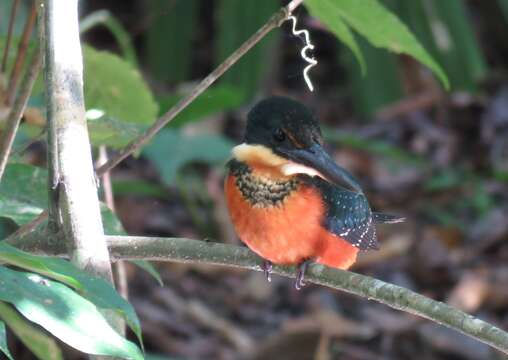 Image of Green-and-rufous Kingfisher