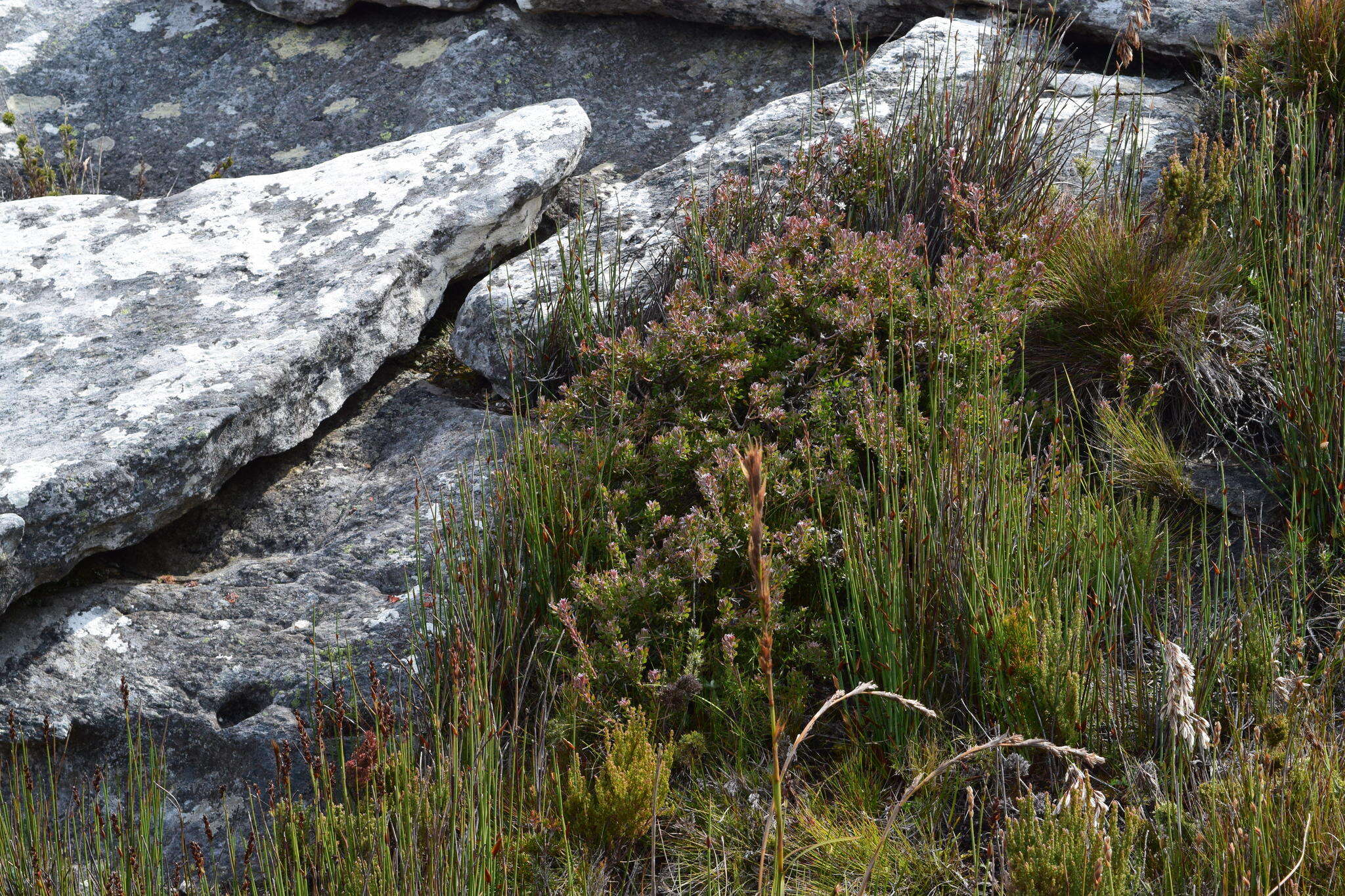 Image of Leucadendron radiatum Phillips & Hutchinson