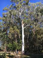 Image of scribbly gum