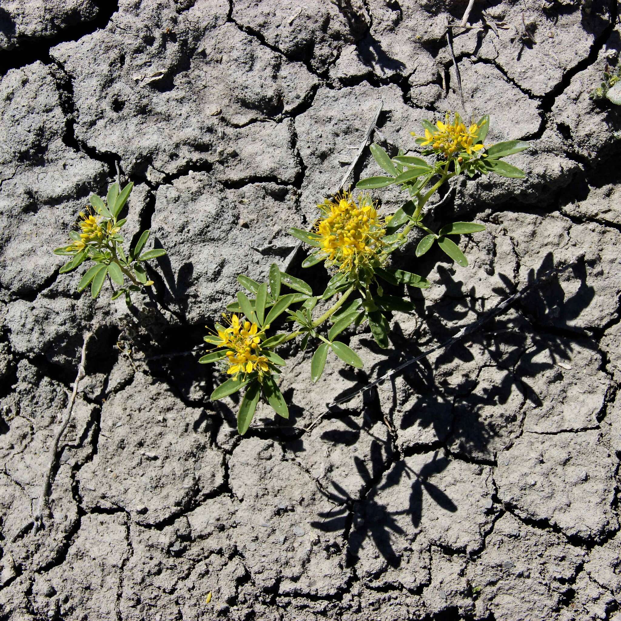 Image of Rocky Mountain stickweed