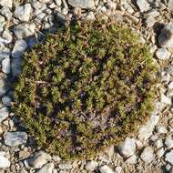 Image of Plantago subulata subsp. subulata