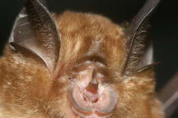 Image of Blyth's Horseshoe Bat