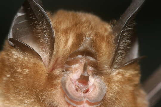 Image of Blyth's Horseshoe Bat