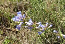 Image of Wasatch beardtongue