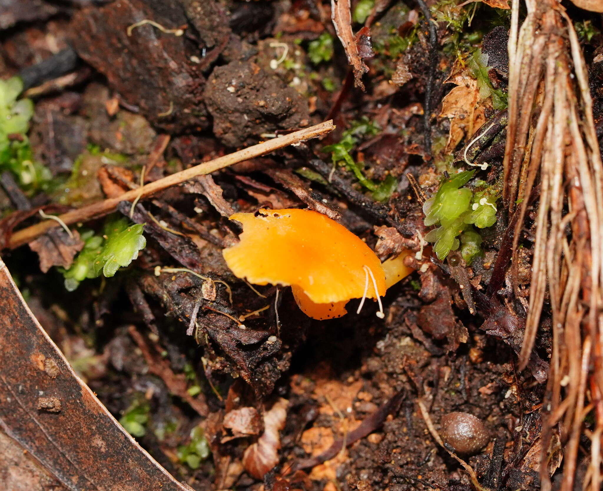 Image of Camarophyllus aurantiopallens E. Horak 1973