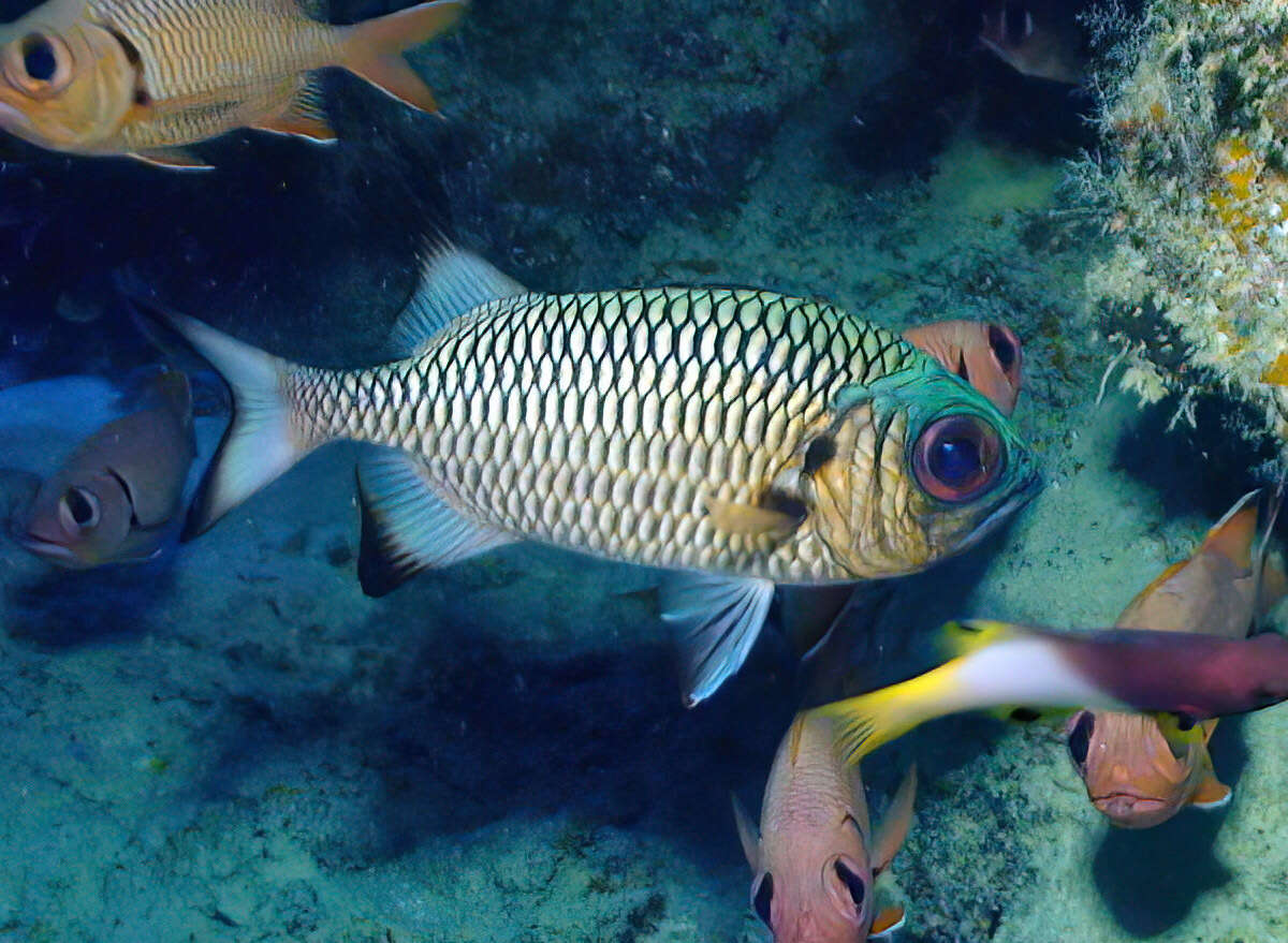 Image of Blackfin Soldierfish