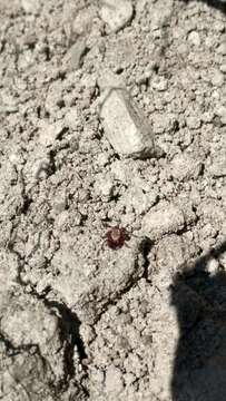 Image of Rocky Mountain Wood Tick