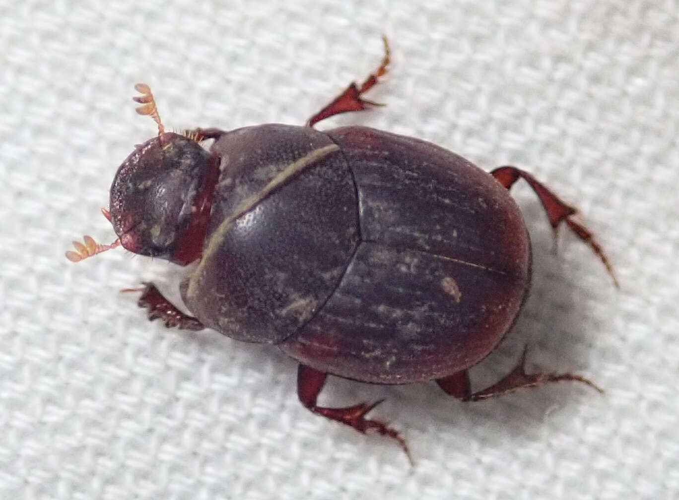 Image de Caccobius (Caccophilus) ferrugineus (Fahraeus 1857)