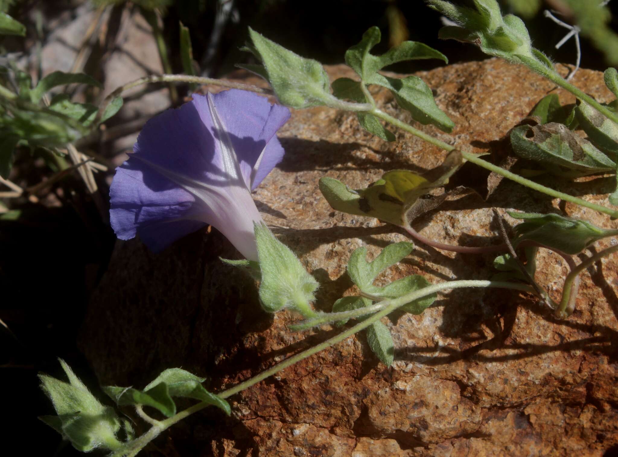 Image of silky morning-glory