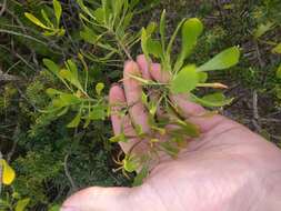 Image of ridgetop naupaka