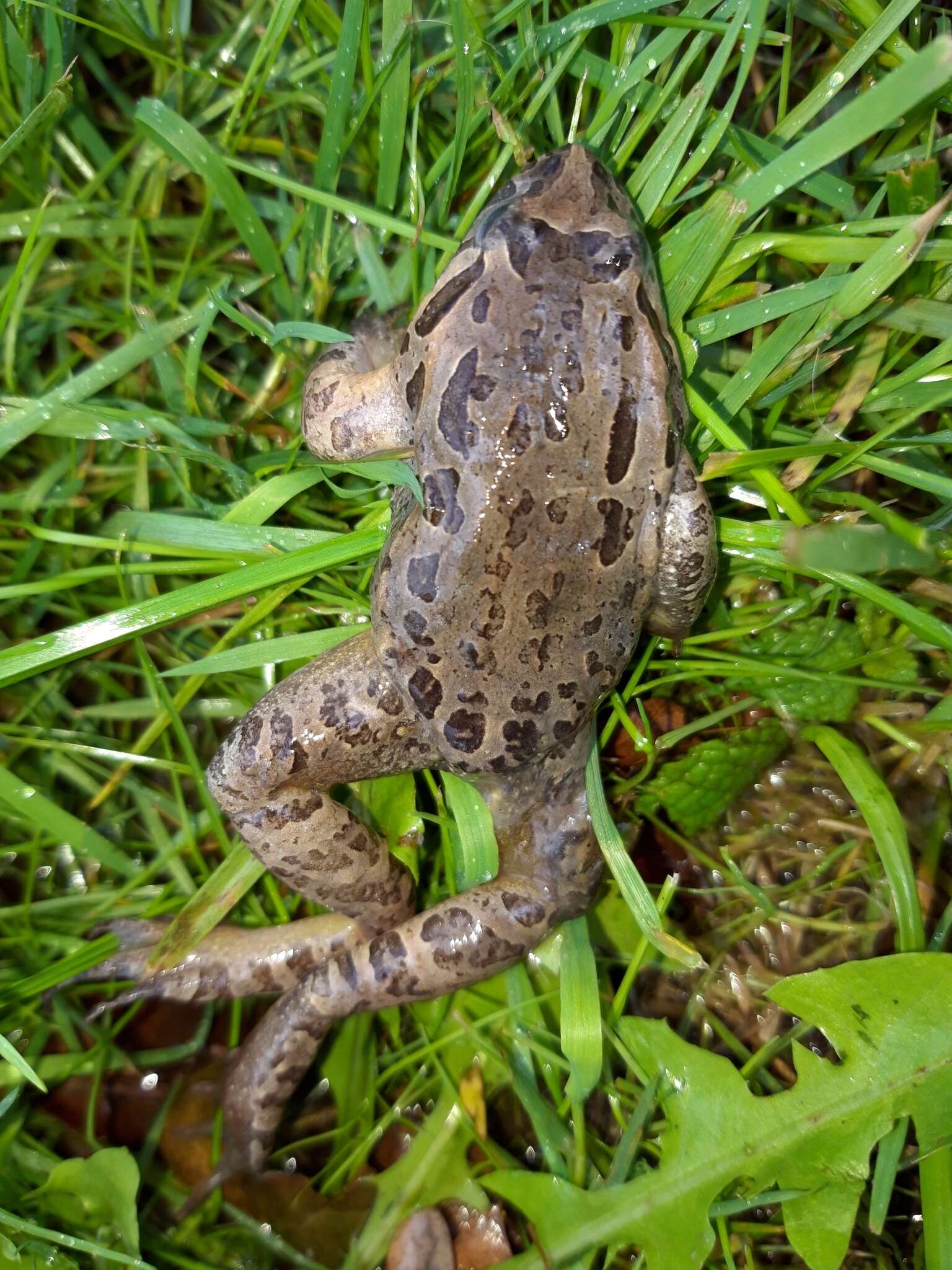 Image of Iberian Painted Frog