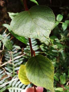 Image de Actinidia chinensis var. setosa H. L. Li