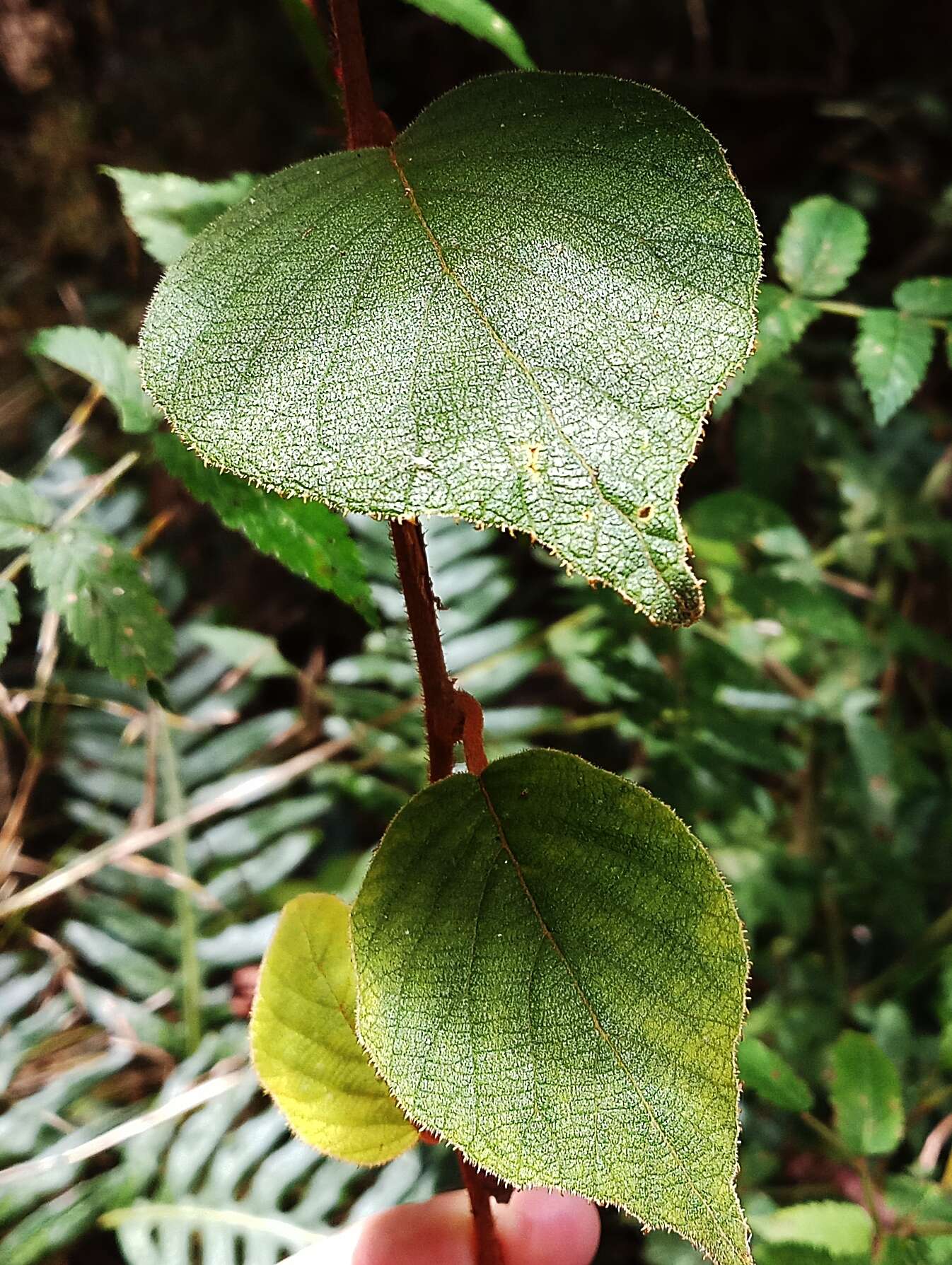 Image of Actinidia chinensis var. setosa H. L. Li