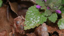 Image of Neoerysiphe galeopsidis (DC.) U. Braun 1999