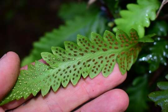 Imagem de Enterosora trifurcata (L.) L. E. Bishop