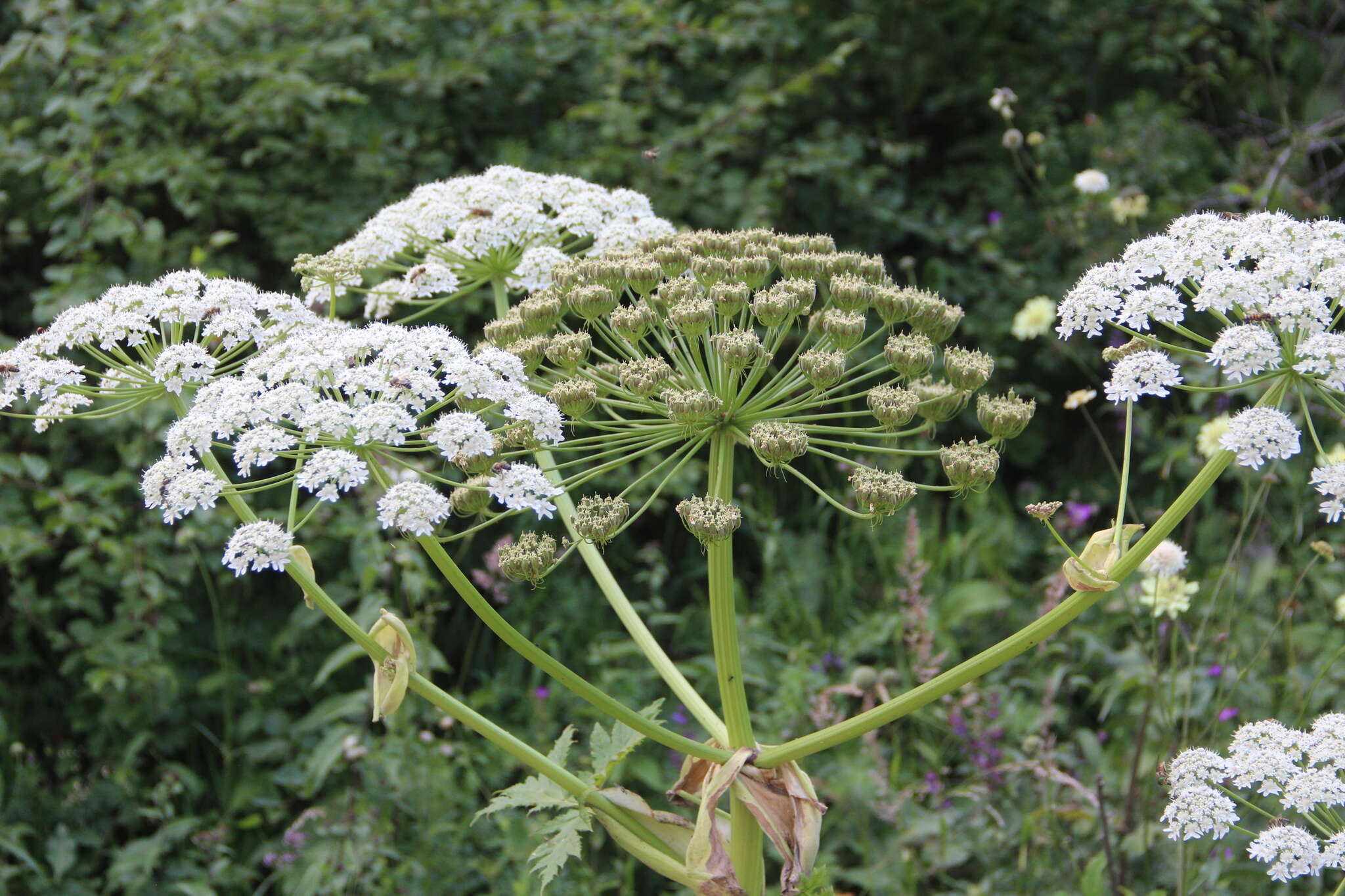 Plancia ëd Heracleum asperum (Hoffm.) Bieb.