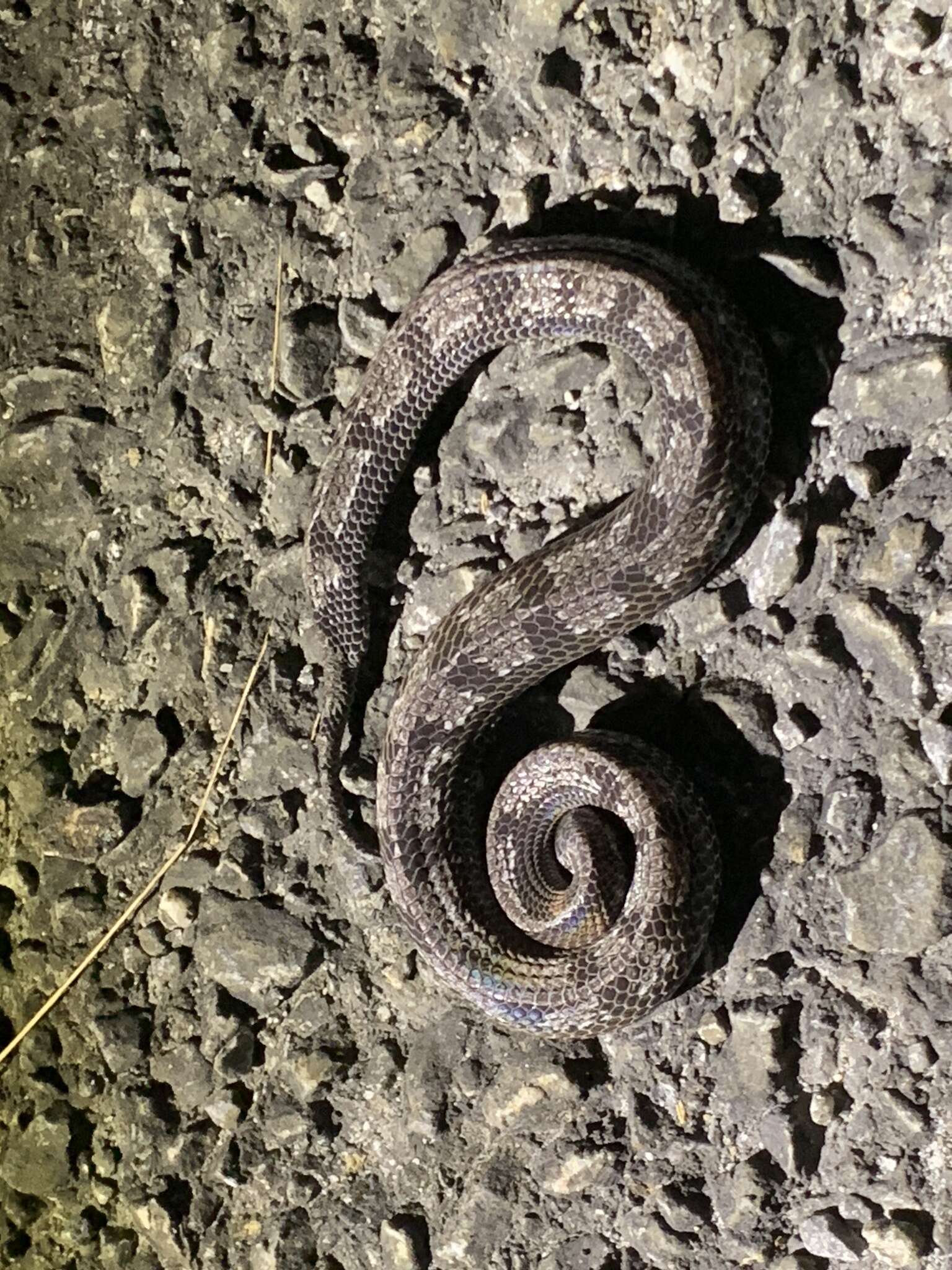 Image of Malayan Slug Snake