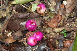 Image of Syzygium crebrinerve (C. T. White) L. A. S. Johnson