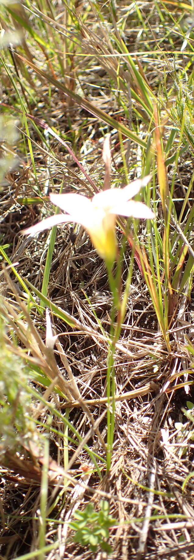 Image of Romulea setifolia N. E. Br.