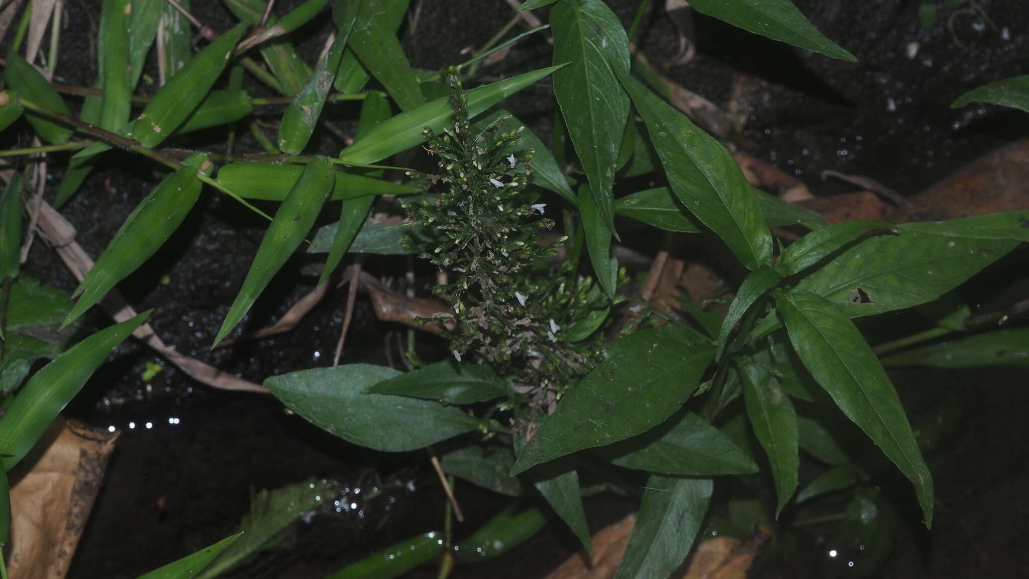 Image of Marsh Water-Willow