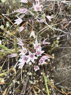 Image of largeflower onion