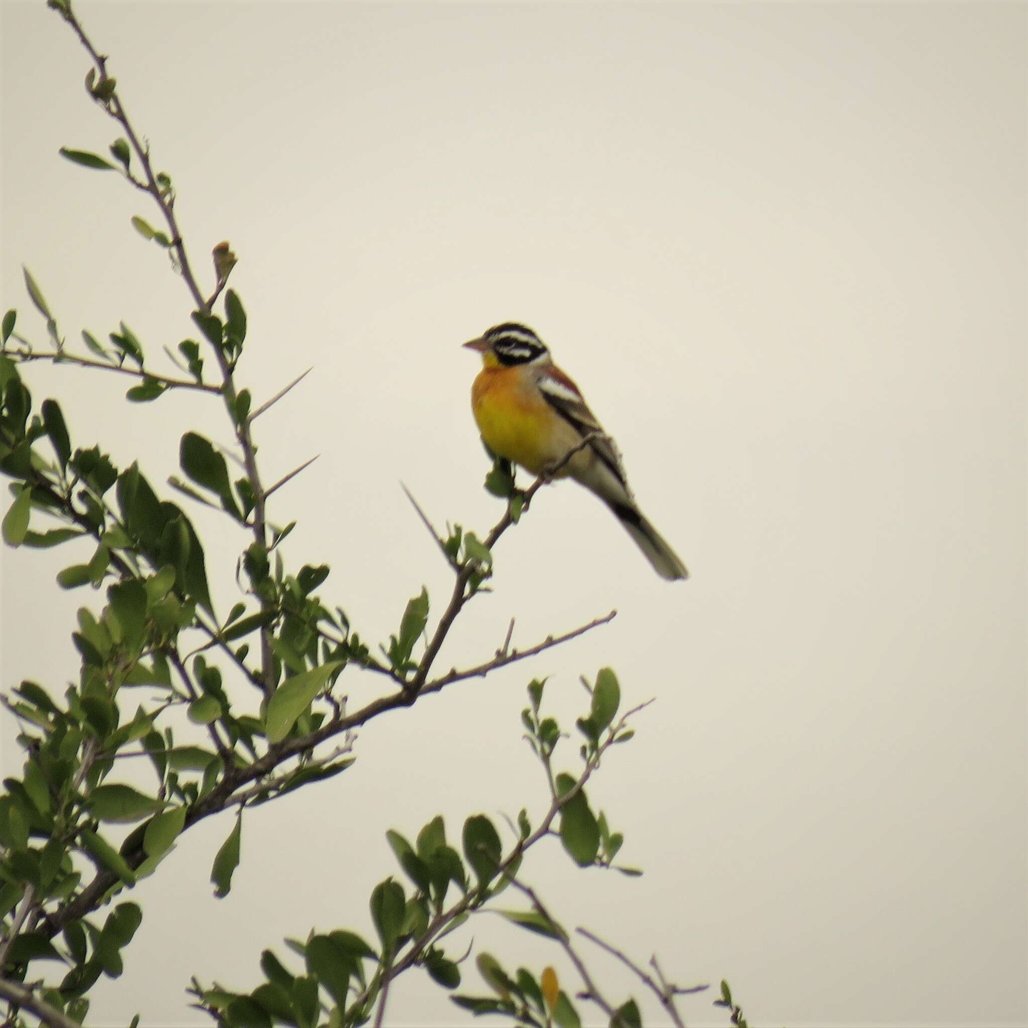 Imagem de Emberiza flaviventris flaviventris Stephens 1815