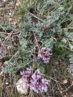 Слика од Astragalus cibarius Sheld.